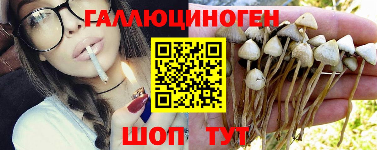 Москва  Псилоцибиновые грибы Psilocybe  Вход с VPN 
